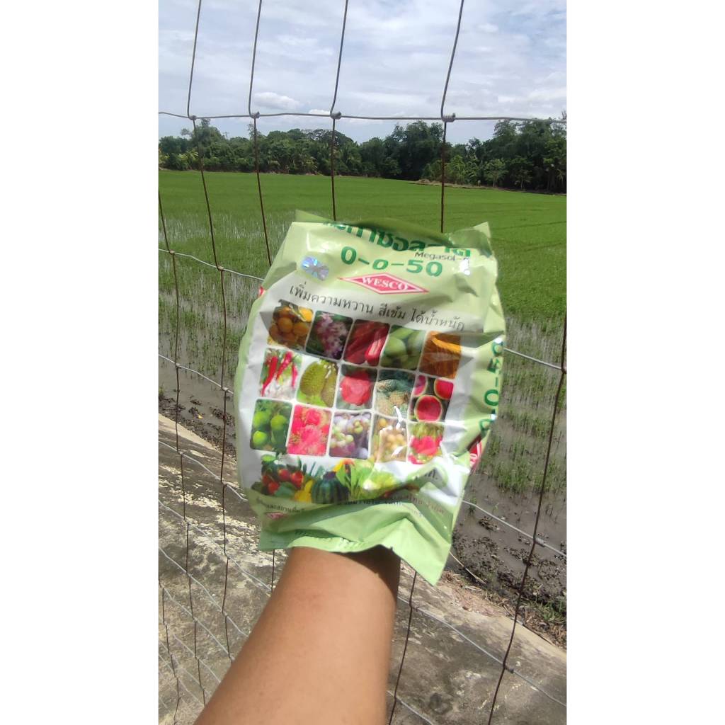 ปุ๋ยเกล็ด เวสโก้ 0-0-50 เพิ่มความหวาน สีเข้ม ได้น้ำหนัก