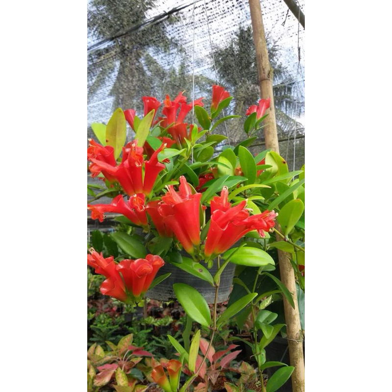 ต้นลิปสติก กลีบเลี้ยงดอก เป็นรูปถ้วยสีแดง ดอกใหญ่และสวยงามมาก สีแดงเข้มดอกดอกและสวย