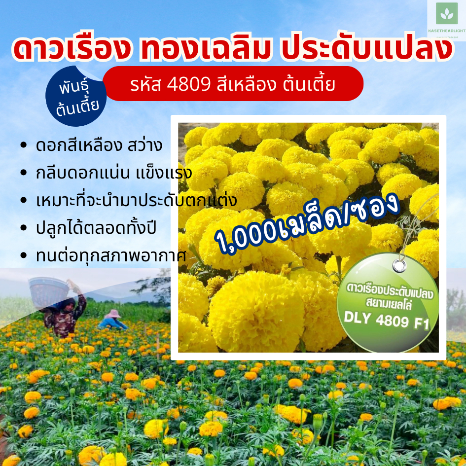 1,000เมล็ด พันธุ์เตี้ย ประดับแปลง ดาวเรือง สีเหลือง ทองเฉลิม 4809 ดาวเรืองกระถาง ดาวเรืองต้นเตี้ย