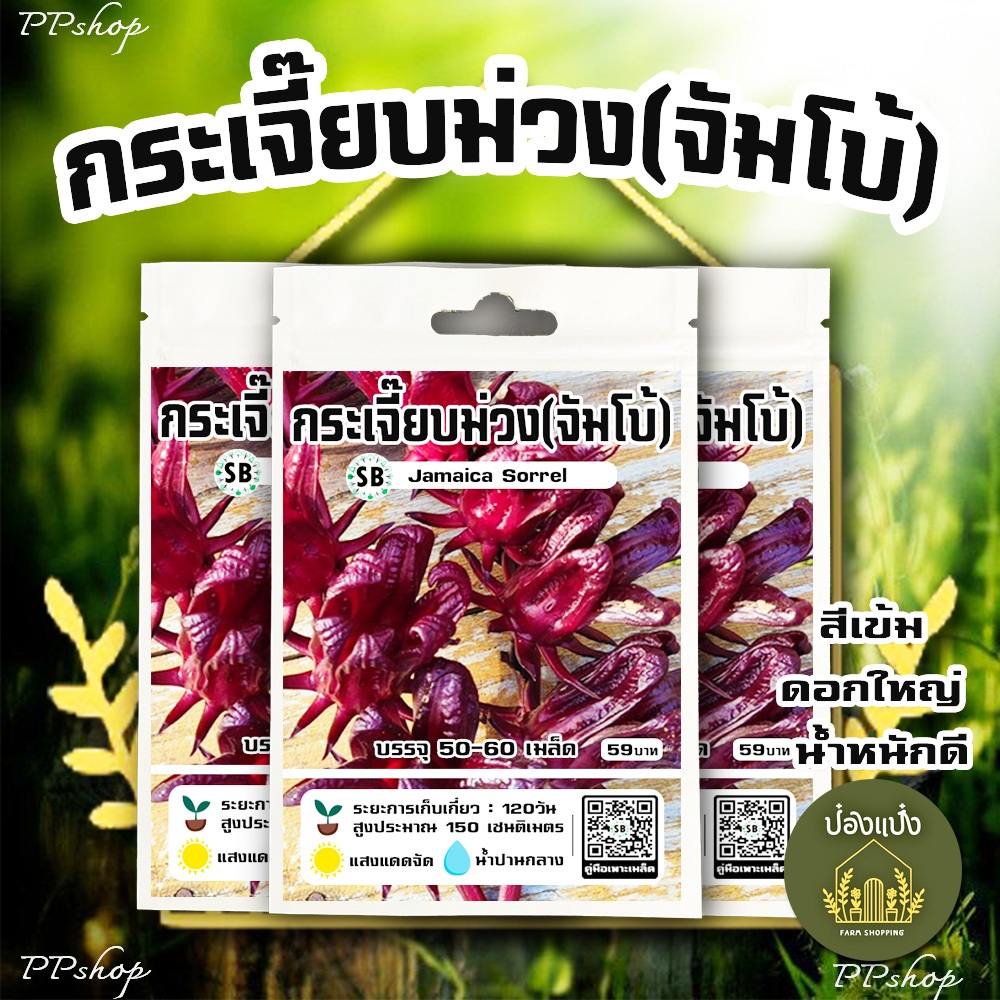 เมล็ดกระเจี๊ยบม่วง(จัมโบ้) แดงเข้ม-ม่วง/เนื้อหนา [บรรจุ 50-60เมล็ด/ซอง] // PPshops