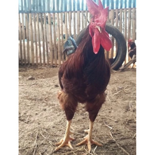 ไข่ไก่โรดไอร์แลนด์เรส ไข่มีเชื้อ 100% อัตราส่วน 1ต่อ1