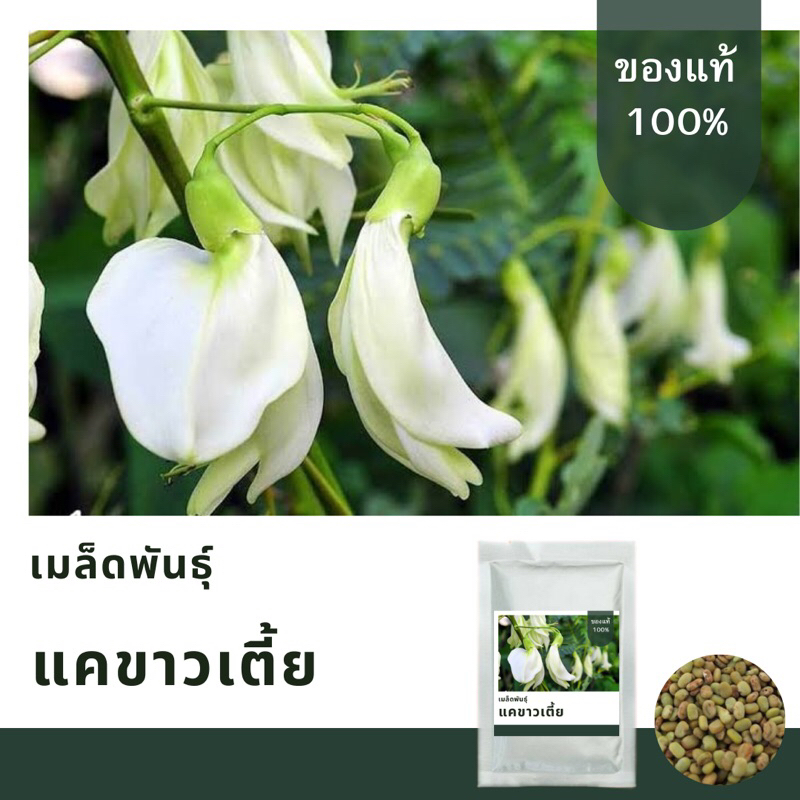 เมล็ดดอกแคขาวพันธุ์เตี้ย บรรจุ 150 เมล็ด เมล็ดพันธุ์คัดพิเศษ อัตราการงอกสูง