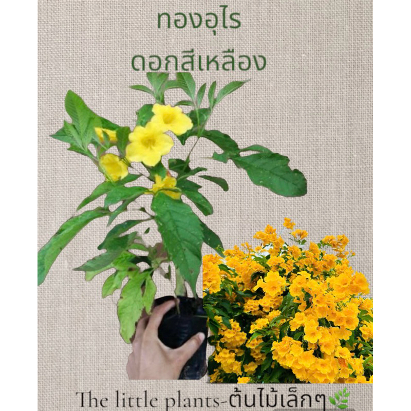 🌿TLP‼️ต้นทองอุไร พร้อมติดดอก ปลูกง่ายดอกสวย​ทนนแดด