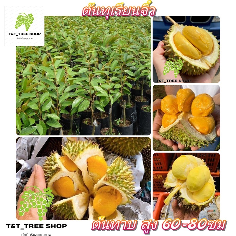 🌳ต้นทุเรียนจิ๋ว🌳 ต้นทาบ สูง 60-80ซม. เนื้อสีทอง รสหวานเข้มข้น เมล็ดใหญ่🌳