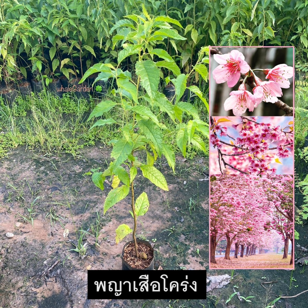 ต้นนางพญาเสือโคร่ง นางพญาเสือโคร่ง Wild Himalayan Cherry ต้นไม้ดอกสวย ปลูกประดับสวน (รับประกัน สินค้า)