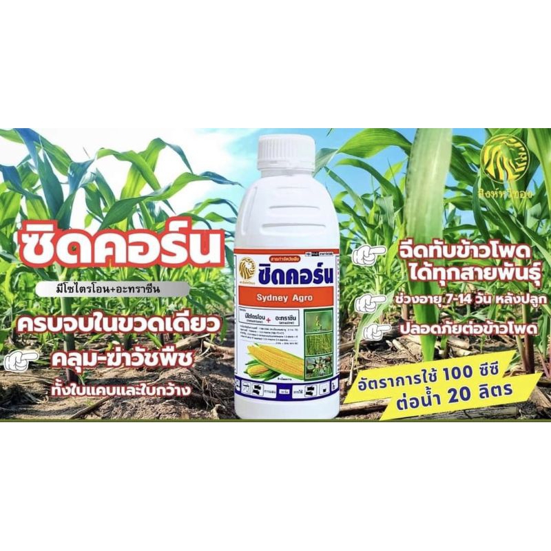ยาฆ่าหญ้าในแปลงข้าวโพด(มีไซไตรโอน+อะทรายซีน).ฉีดทับข้าวโพดได้.