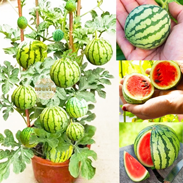 แตงโมจิ๋ว🍉แตงโมคอนโด📌10แถม1!!🎯ถูกที่สุด10 บ.🎯เมล็ดพันธุ์แตงโมจิ๋ว 5-30เมล็ด🍉งอกง่าย🌱โตไว☘️ลูกดก🌱แตงโมกระถาง🍉แตงโมแคระ