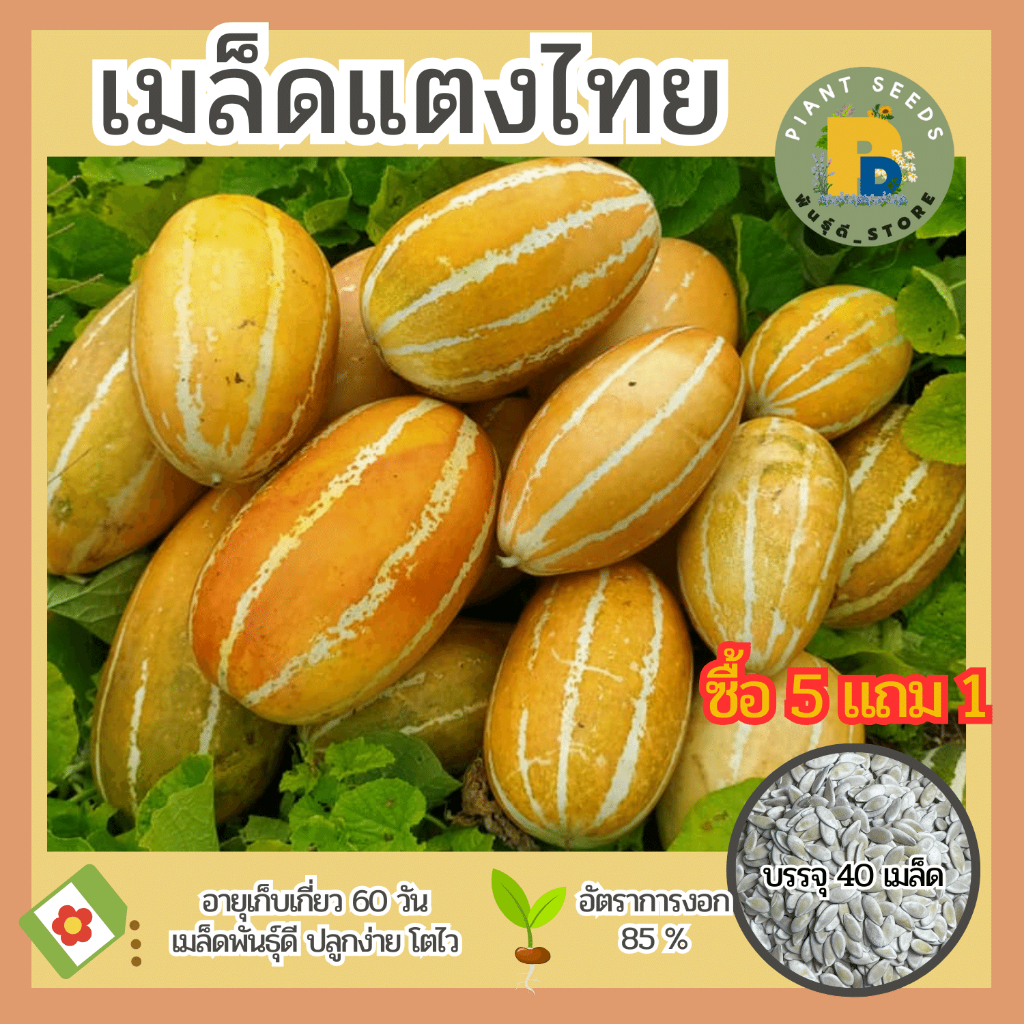เมล็ดพันธุ์แตงไทย แบ่งขาย 40 เมล็ด เมล็ดพันธุ์ดี ปลูกง่าย โตไว (ซื้อ 5 แถม 1)