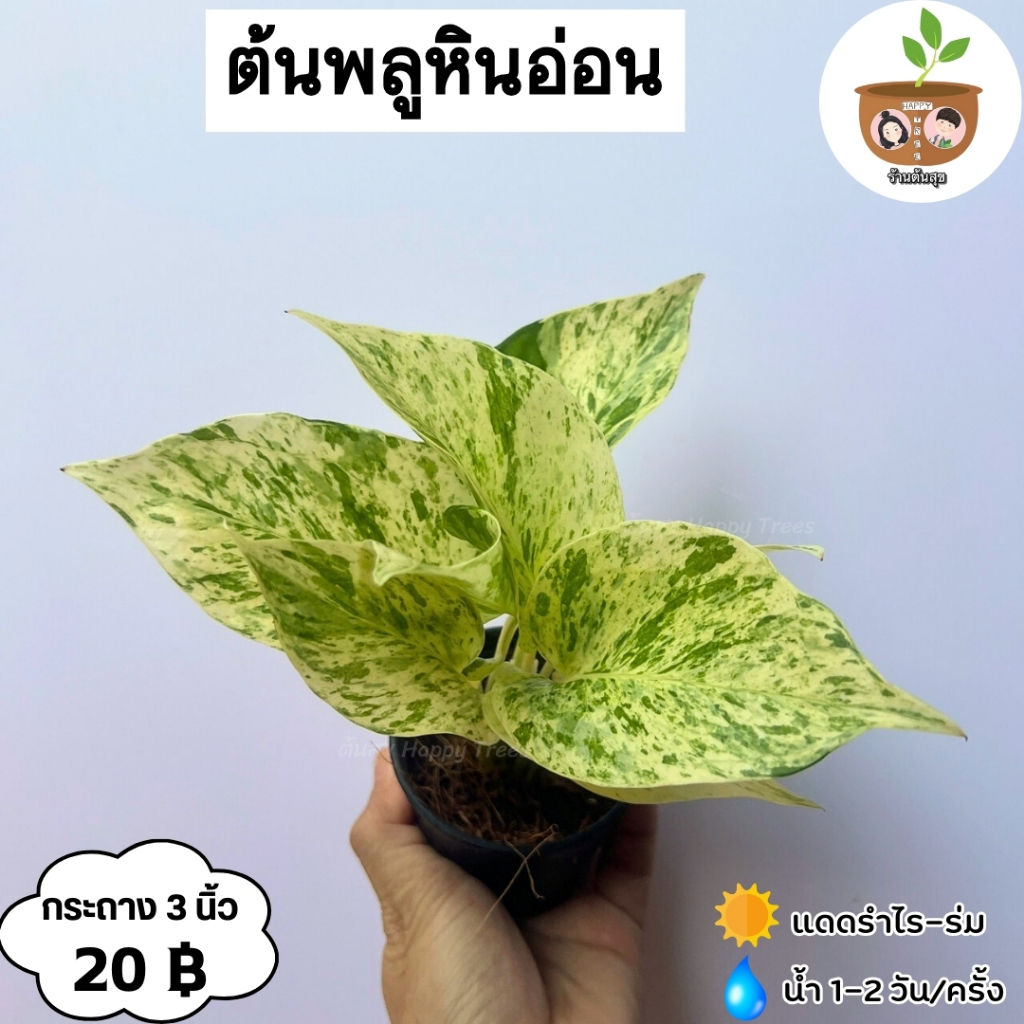 พลูราชินีหินอ่อน จัดส่ง 2 ต้นขึ้นไป คละแบบได้ *โปรดอ่านก่อนสั่งซื้อ