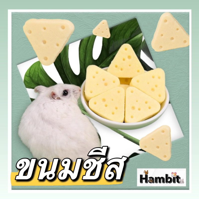 Hambit. ขนมชีสเค้ก สำหรับแฮมเตอร์ ชูการ์ไกร์เดอร์ เม่น ดอร์เม้าส์ เหมาะสำหรับสัตว์เลี้ยงฟันแทะทุกชนิด ชีสจากนมแพะ