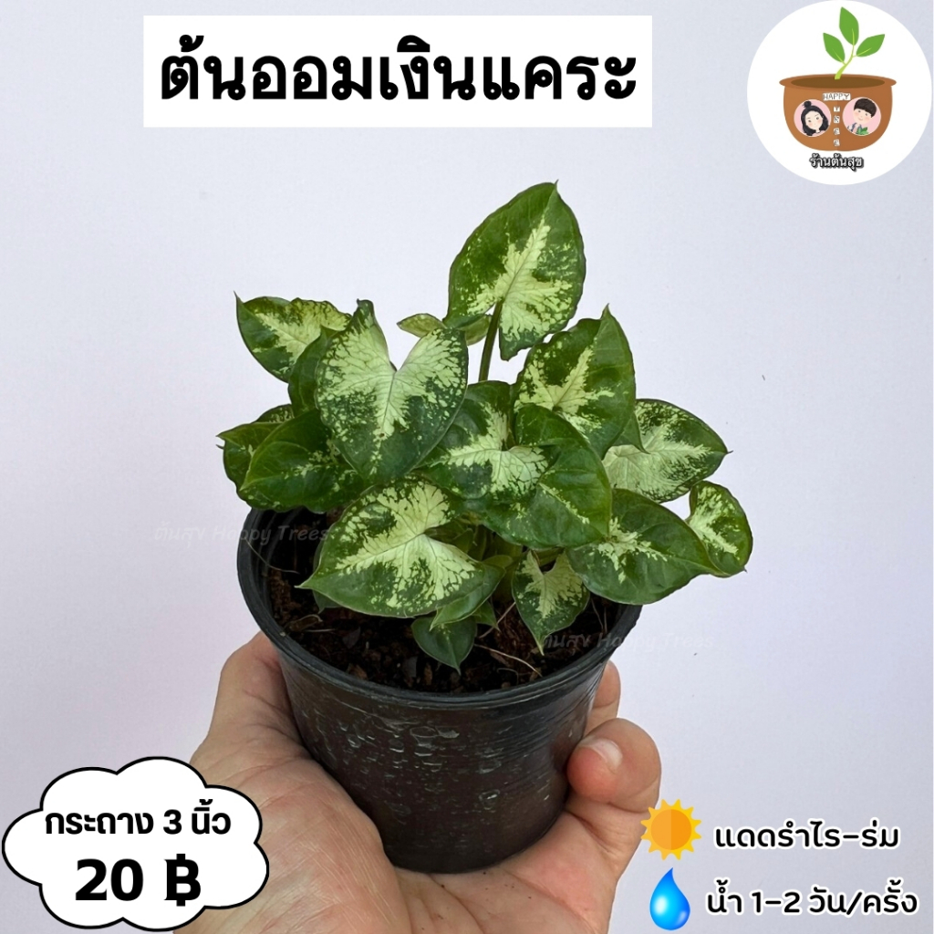 ต้นออมเงินเเคระ จัดส่ง 2 ต้นขึ้นไป คละแบบได้