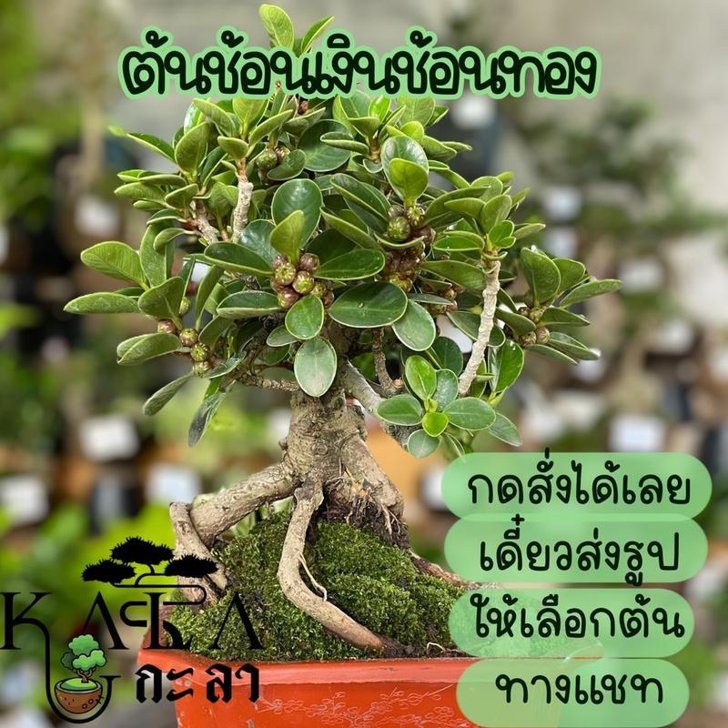 (รหัส Q) ต้นช้อนเงินช้อนทอง บอนไซ ไม้จิ๋ว สวนถาด ต้นไม้จริง ได้ทั้งกระถาง