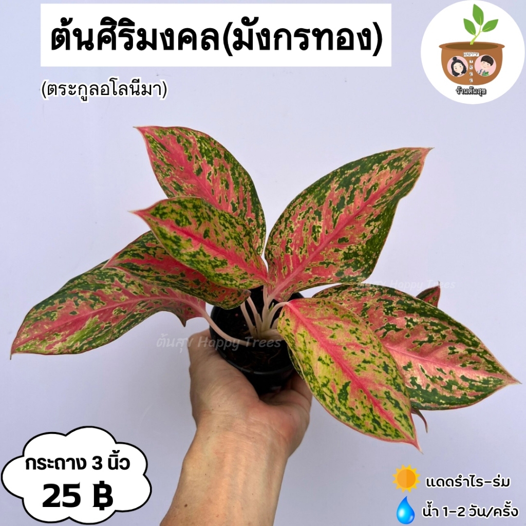 ต้นศิริมงคล หรือมังกรทอง จัดส่ง 2 ต้นขึ้นไป คละแบบได้