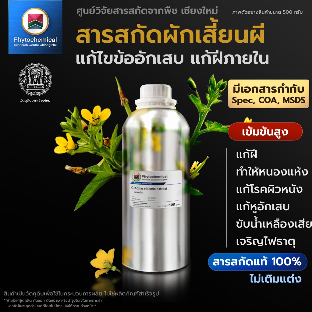 สารสกัดผักเสี้ยนผี(แบบน้ำ) Yellow cleome extract | สารสกัดจากพืช สารสกัดสมุนไพร 100% | เข้มข้นสูง 25-100 g.