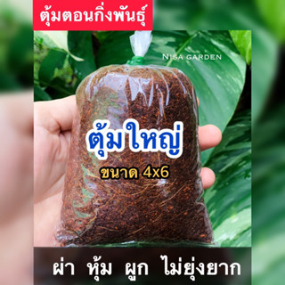 ตุ้มตอนกิ่ง🔥(ชุด 10 ตุ้ม)‼️ขุยมะพร้าวผสมน้ำยาเร่งราก ตุ้มใหญ…