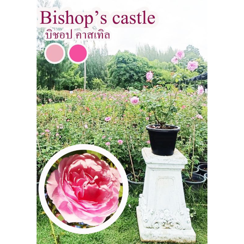 Bishop'castle บิชอป คาสเทิล (ดอกชมพู)