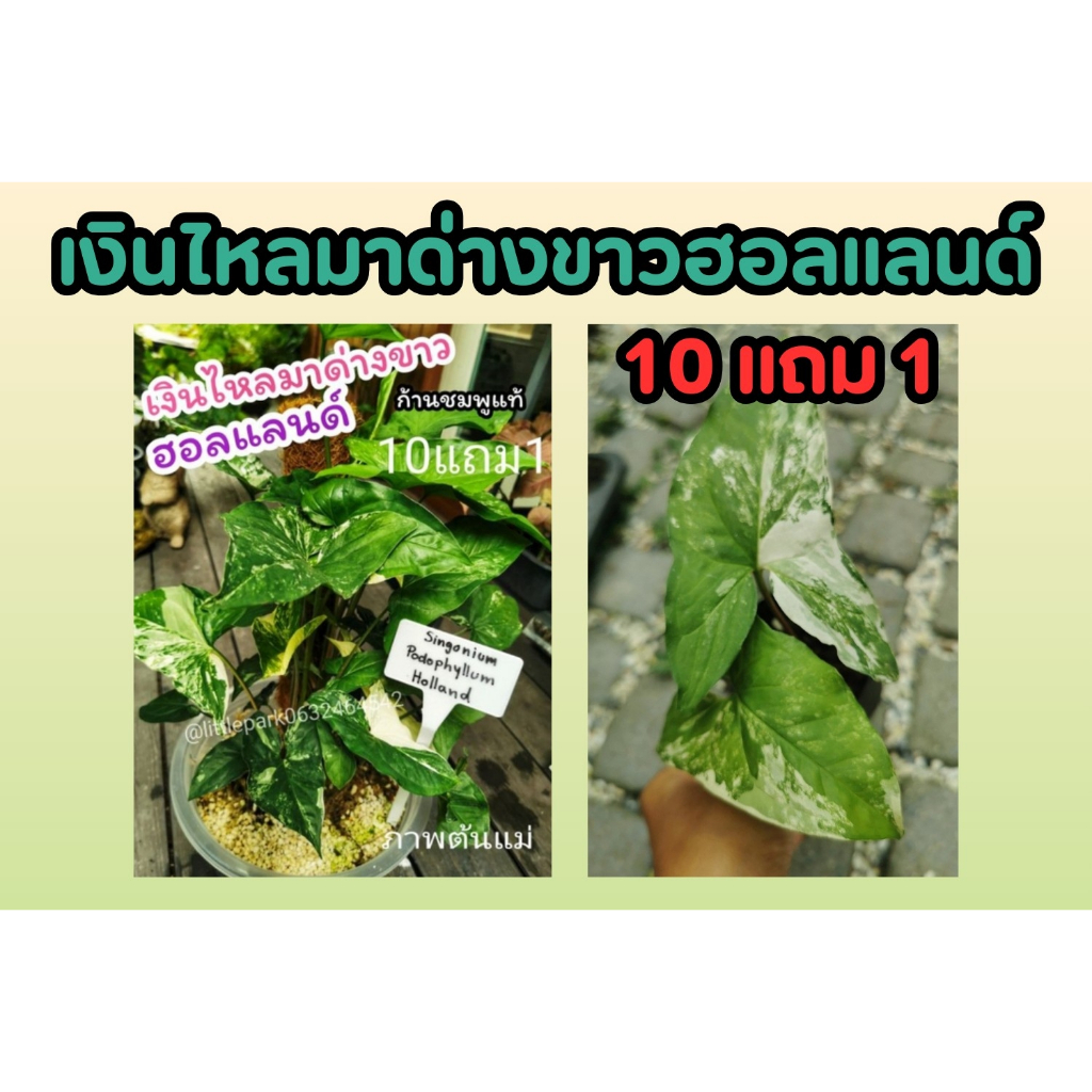 เงินไหลมาด่างขาวฮอลแลนด์​ ก้านชมพู syngonium​ ไม้ด่าง​ ไม้ฟอกอากาศ​ ไม้มงคล​ ต้นไม้​ ดอก​ ใบ​ ดิน​ ป