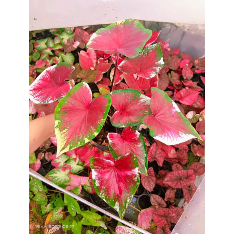 บอนสีรักเอย ส่งพร้อมกระถาง