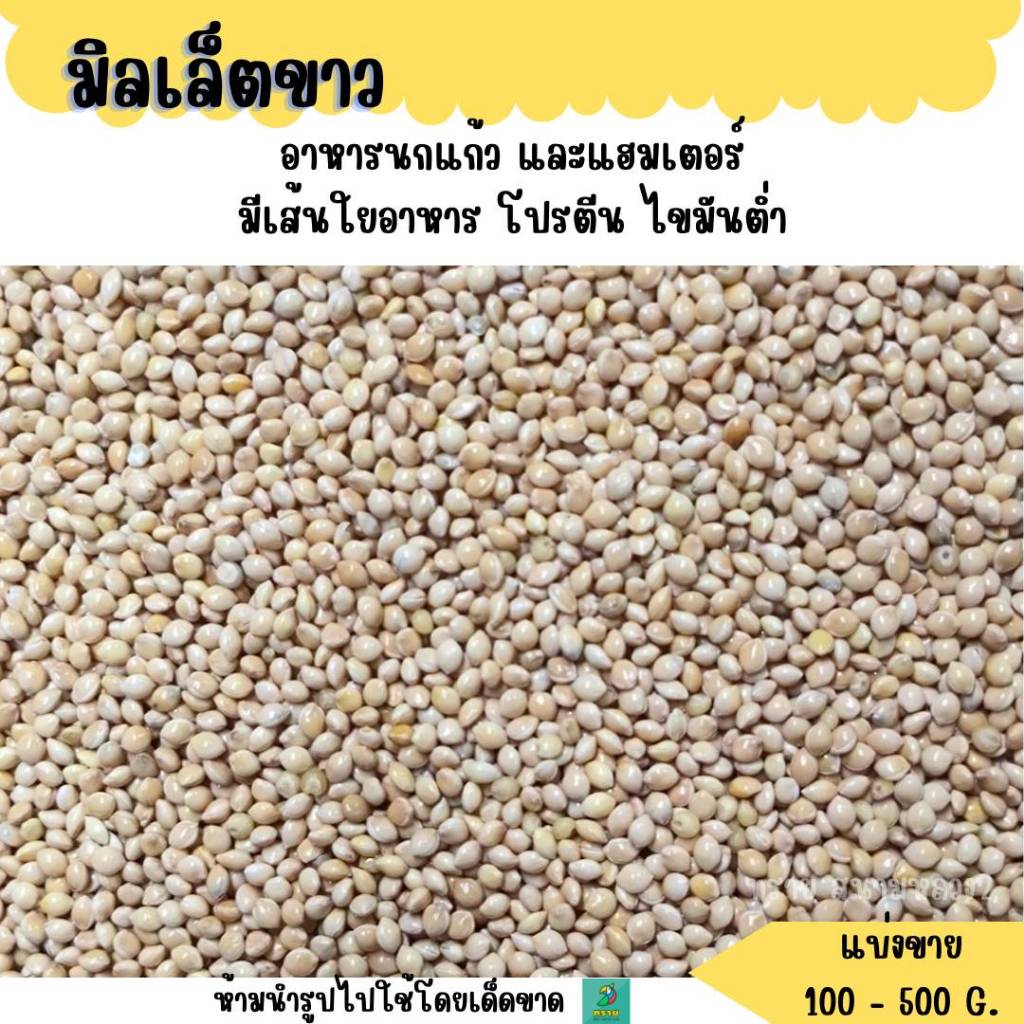 มิลเล็ตขาว เกรดA (แบ่งขาย 200-500G.) อาหารนกแก้ว และสัตว์ฟันแทะ