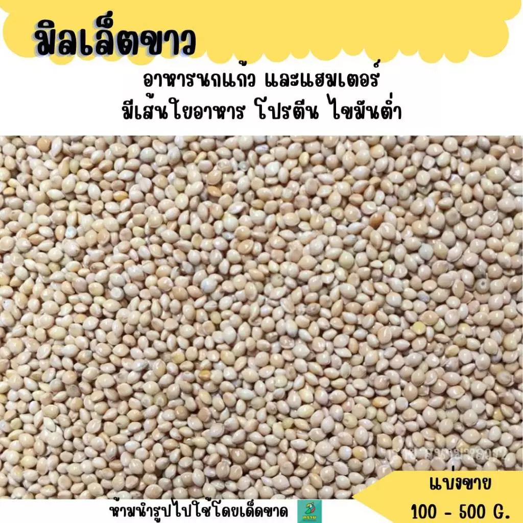 มิลเล็ตขาว เกรดA (แบ่งขาย 200-500G.) อาหารนกแก้ว และสัตว์ฟันแทะ