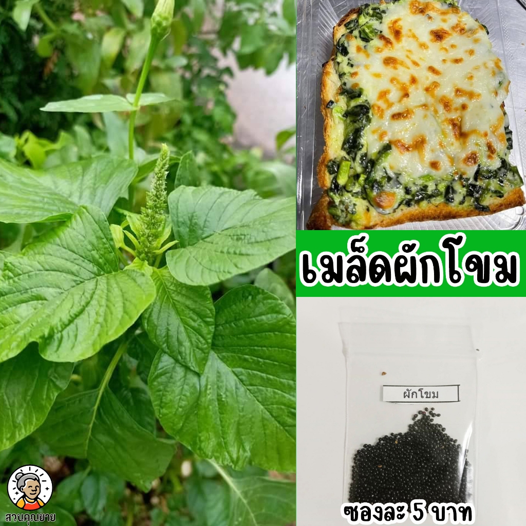 เมล็ดผักโขม ต้นเขียวใบเขียว ใช้เป็นสมุนไพรดับพิษภายในและภายนอก นิยมทานใบหรือยอด – โปรปัง