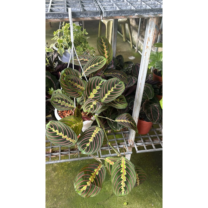 คล้ามารันต้าเรด ล็อตใหม่ลายใบชัดสวย กระถาง 5 -6นิ้ว  (Calathea maranta red)