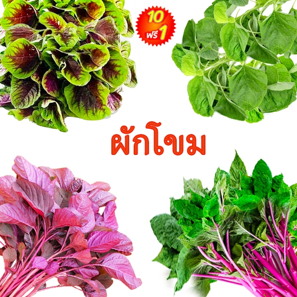 ผักโขม📌รวมทุกพันธุ์🎯ถูกที่สุด 9 บ.🎯เมล็ดพันธุ์ผักโขมทุกพันธุ์100-200 เมล็ด🌱งอกง่าย🌱โตไว☘️สีสวย🌱ทานอร่อย