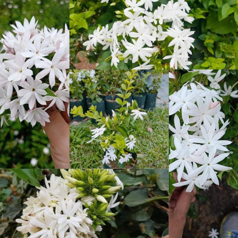 มะลิพวง หรือมะลุลี1ต้นถุงดำเล็กประมาณ15ซม.ออกดอกเป็นพวงเป็นช่อกระจุกแน่น "กลิ่นหอมรัญจวน" กลิ่นหอมตลอดทั้งดอกดกตลอ