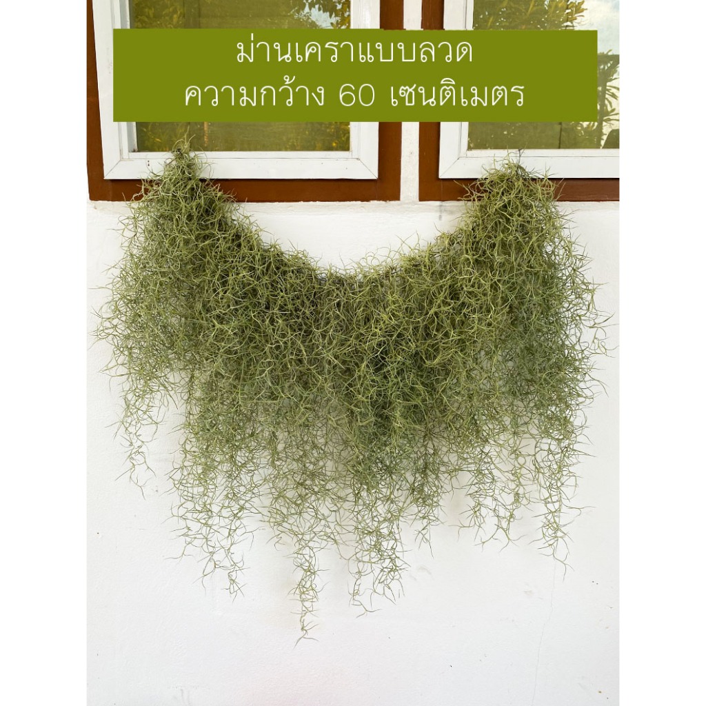 ม่านเคราฤาษีสำเร็จพร้อมแขวน กว้าง 60 เซน ยืดขยายความกว้างได้ถึง 80 เซน หนวดฤาษี (Spanish Moss)