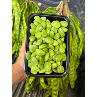 สะตอแกะ500กรัม แกะสด ไม่แช่น้ำ นอกฤกูกาล