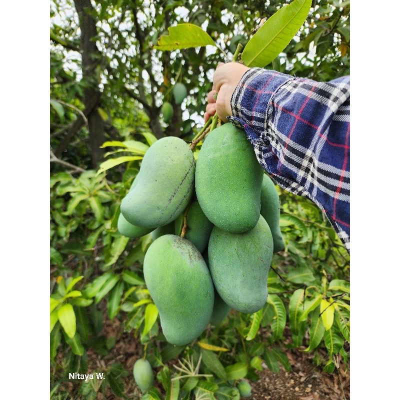 [เก็บสดส่งภายใน2วัน]มะม่วงทองดำ/เขียวมรกต(กิโล25-35฿มีแถม)ปลอดสาร*ดิบแก่มันกินอร่อย เอาไปบ่ม 3-4 วันกินสุกห่ามๆ