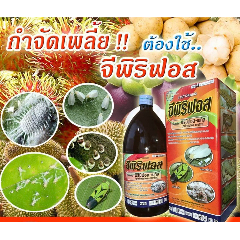 จีพิริฟอส พิริมิฟอส-เมทิล 50% กำจัดเพลี้ยแป้ง เพลี้ยหอย และแมลงต่างๆ