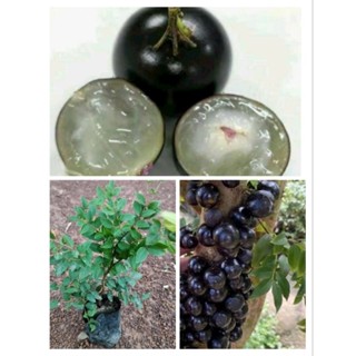 ต้นองุ่นบราซิล ผลหวานหอมอร่อย ต้นเตี้ย ต้นพร้อมปลูก