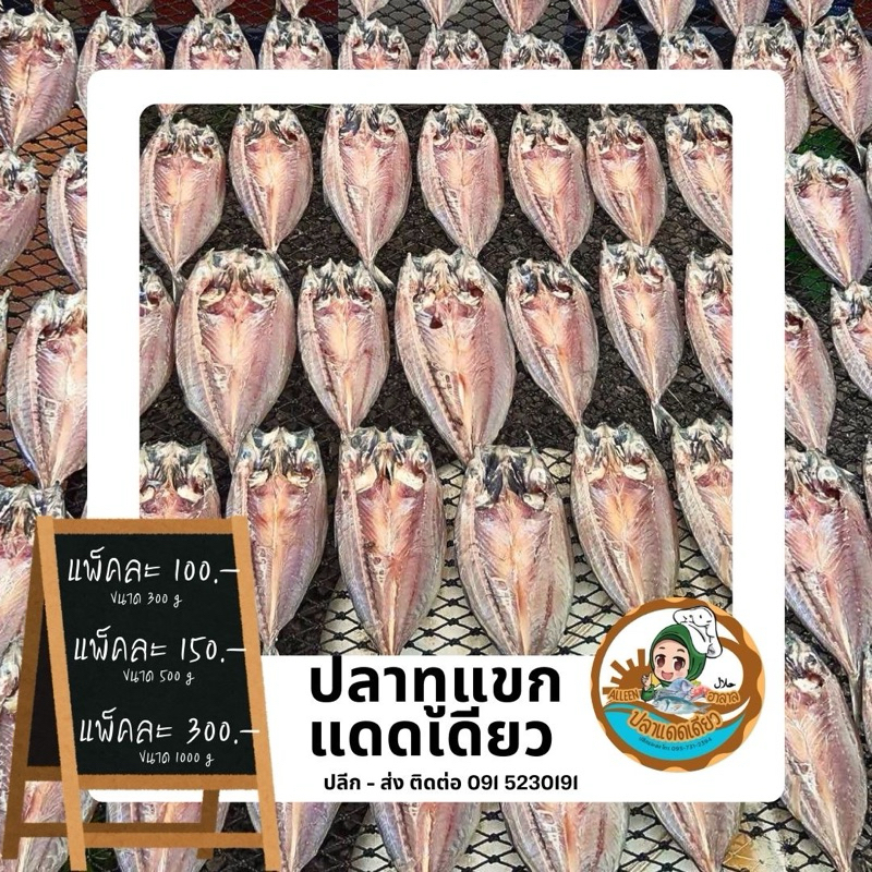 ปลาแดดเดียว ปลาทูแขกแดดเดียว ตัวใหญ่เนื้อเยอะ ไม่แข็งกระด้าง สด สะอาด ปลอดสารเคมี 100%