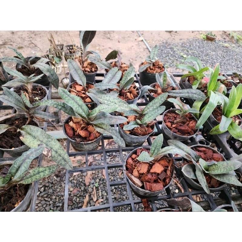 Paphiopedilum malipoense เป็นกล้วยไม้ป่า ราคา ถูกที่สุด ดีลบีเคเค แกลเลอรีภาพที่ 3