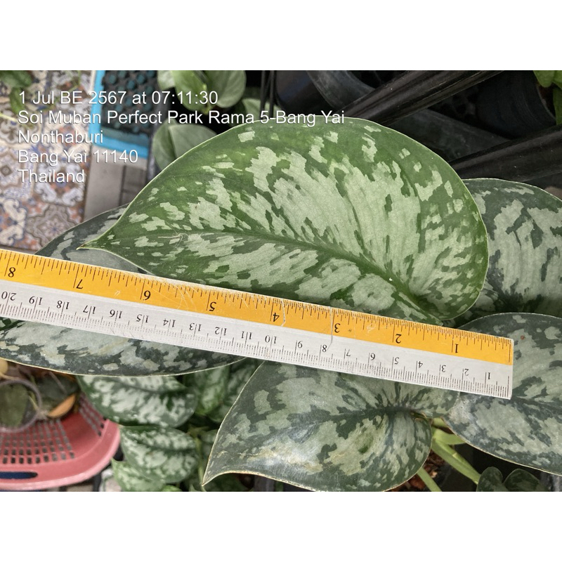 พลูแนบอุรา silver Queen สินค้า20พย