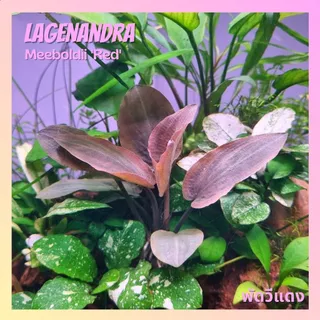พัดวีแดง (ลาเจนานดร้า) เลือกขนาดได้ - Lagenandra Meeboldii 'Red' ต้นไม้น้ำ