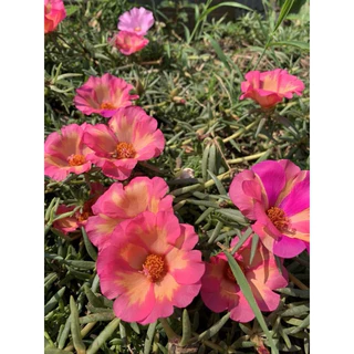 แพรจำโบ้คละสี6สีคละสี1ชุดได้ ครึ่ง กก. 79คละสีจ้ากิ่งสมบูรณ์