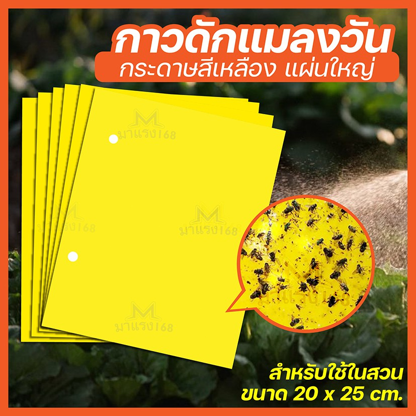 50 แผ่น กาวดักแมลงวันทอง สีเหลือง