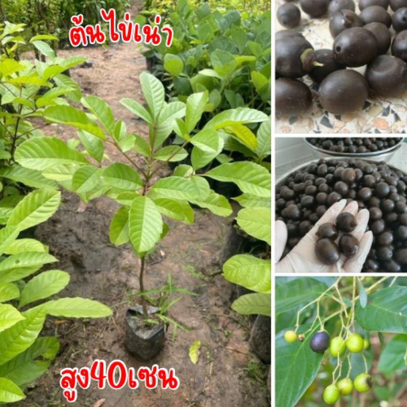 ต้นไข่เน่า พร้อมปลูก สูง50เซน