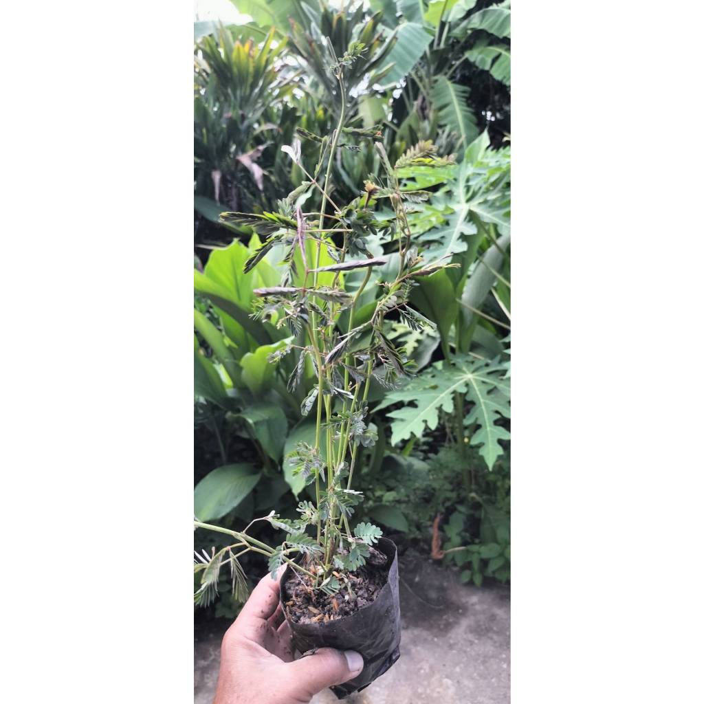 ต้นพันธุ์ ผักกระเฉด พร้อมปลูกในถุงดำ 29 บาท ราคาถูก Shopee Lazada