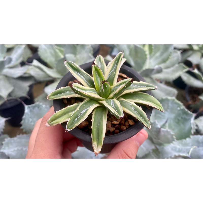 Agave victoriae reginae cream compact