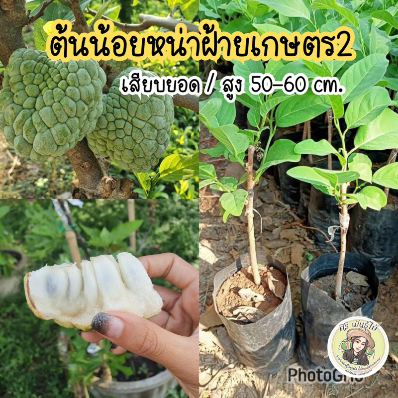 น้อยหน่าฝ้ายเกษตรเขียว 2(ทาบกิ่ง) สูง60ซม.