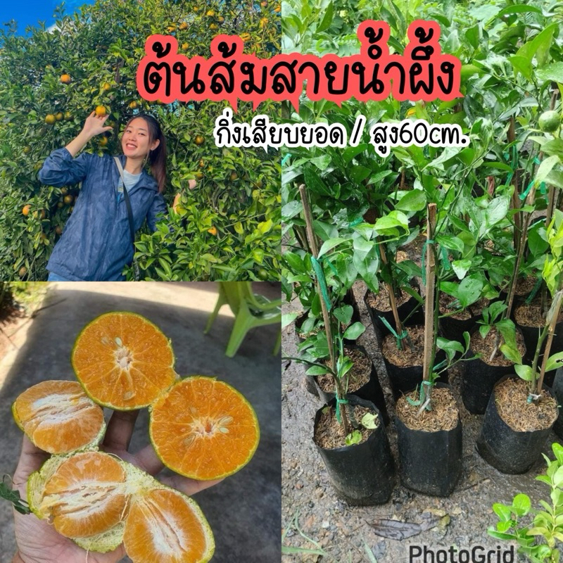 ต้นส้มสายน้ำผึ้ง กิ่งตอน/สูง70ซม. ต้นสวยพร้อมลงปลูก