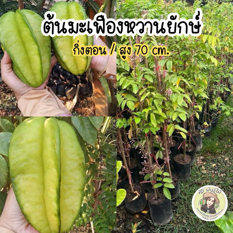 ต้นมะเฟืองหวานยักษ์ ต้นกิ่งตอน/สูง70ซม. ลูกใหญ่ปลูกได้ทุกที่ พร้อมปลูก