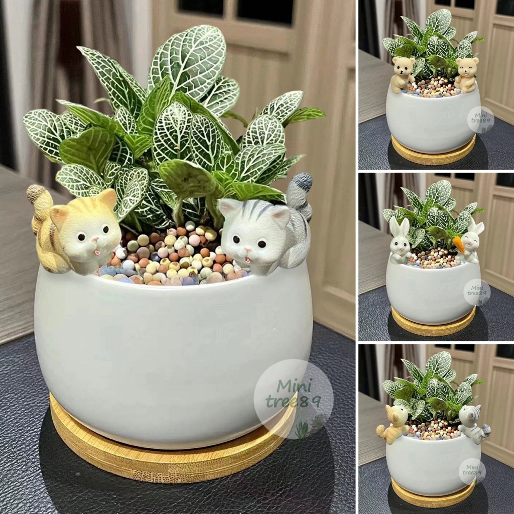 ต้นพรมออสเตรีย + กระถางสีขาวขนาด 3.5 , 5" + ถาดรองไม้สีครีม + ตุ๊กตาตก + เม็ดดินเผาตกแต่ง Minitree89