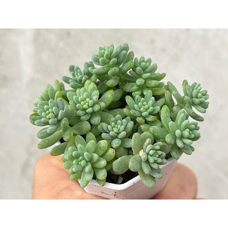 Sedum Flower Group กุหลาบหิน ไม้อวบนำ้ น่ารักๆ 2 นิ้ว