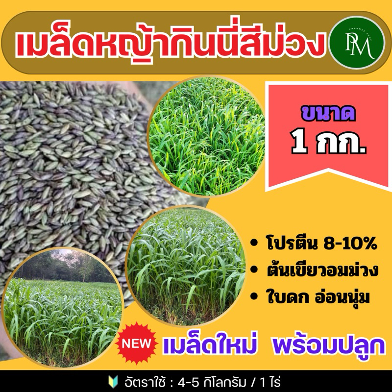 🟢 กินนี กินนี่สีม่วง เมล็ดหญ้ากินนี่สีม่วง 1 กิโลกรัม (พร้อมปลูกปี)