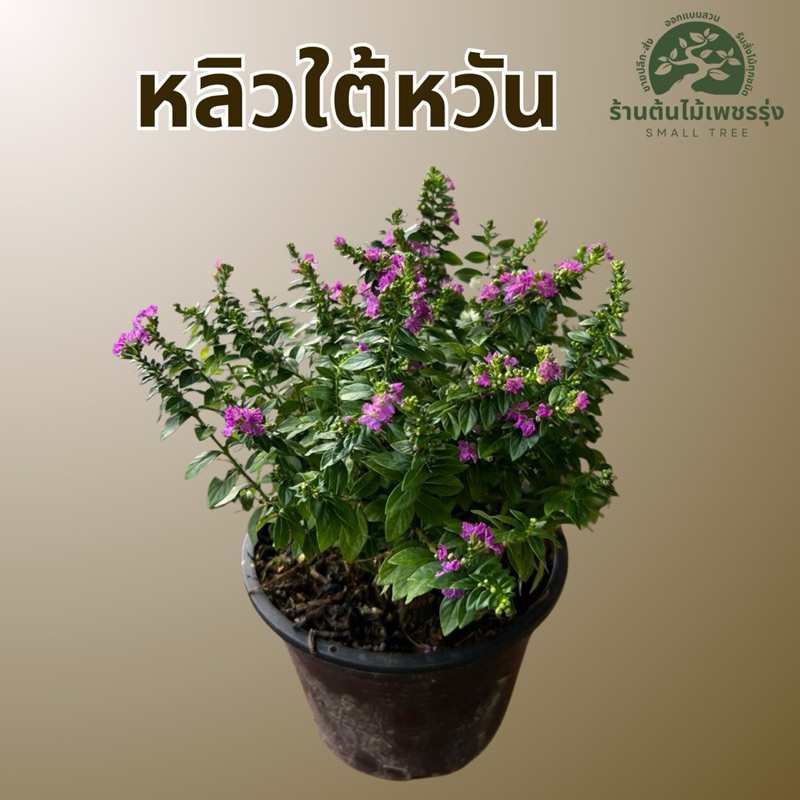 ต้นหลิวใต้หวัน 🌷 ต้นกล้าแข็งแรง โตเร็ว พร้อมปลูก ต้นไม้ดอกไม้ประดับ 🚚 การขนส่งเสียหายทางร้านเปลี่ยนสิ้นค้าให้ใหม่