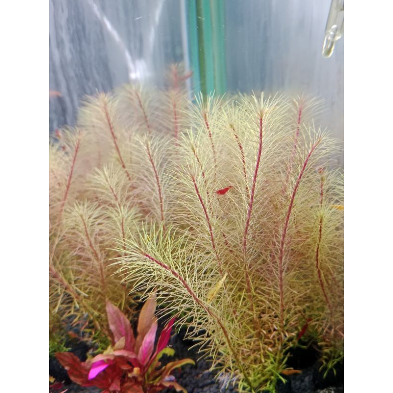 ต้นไม้น้ำโลทาร่าบลอสซี่เป็นไม้หลังตู้ค่ะ